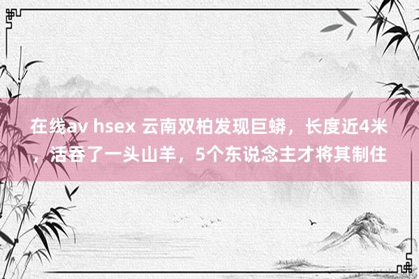 在线av hsex 云南双柏发现巨蟒，长度近4米，活吞了一头山羊，5个东说念主才将其制住