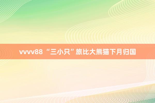 vvvv88 “三小只”旅比大熊猫下月归国